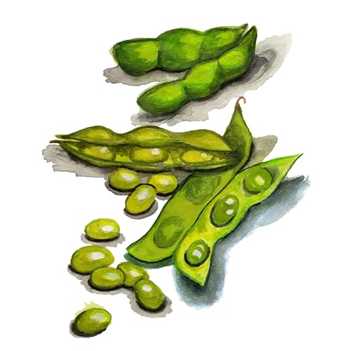 Edamameb&ouml;na Summer Shell - Glycine max Summer Shell