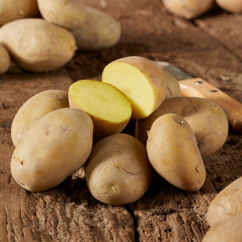 Sättpotatis Musica Ekologisk (Storlek: 1kg)