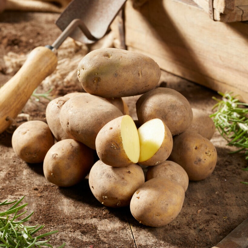 Sättpotatis Octa - Årets Potatis 2022! (Storlek: 1kg)