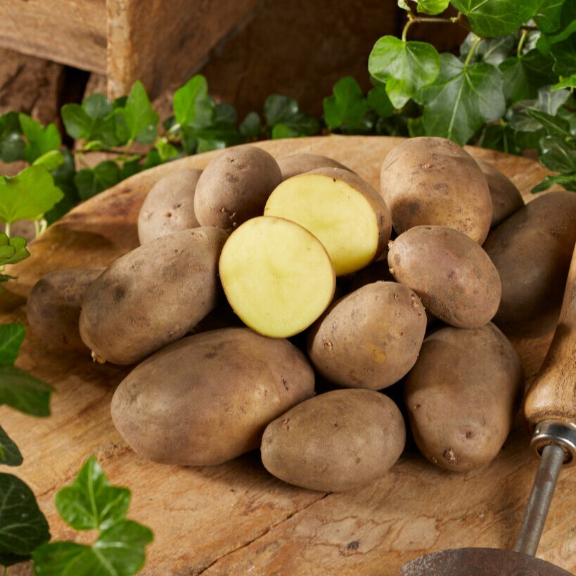 Sättpotatis Tinca Ekologisk (Storlek: 2kg)