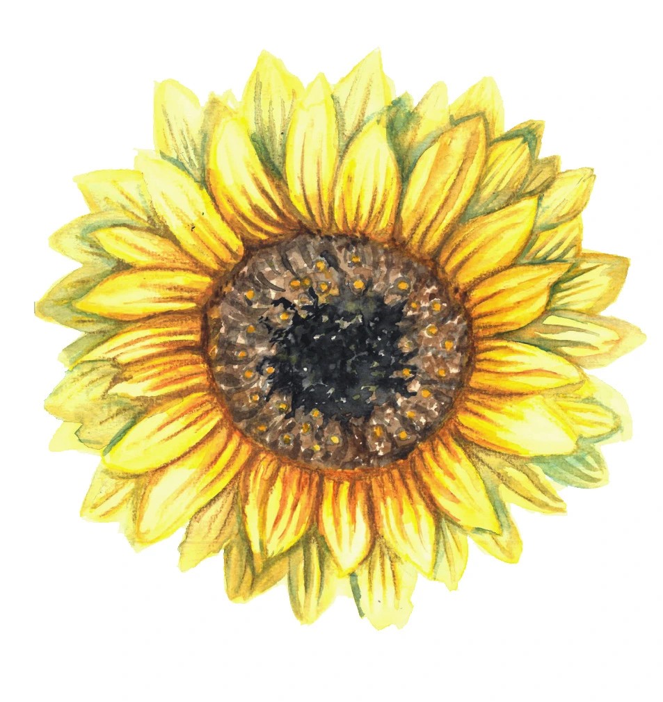 Solros Henry Wilde - Helianthus annuus Henry Wilde
