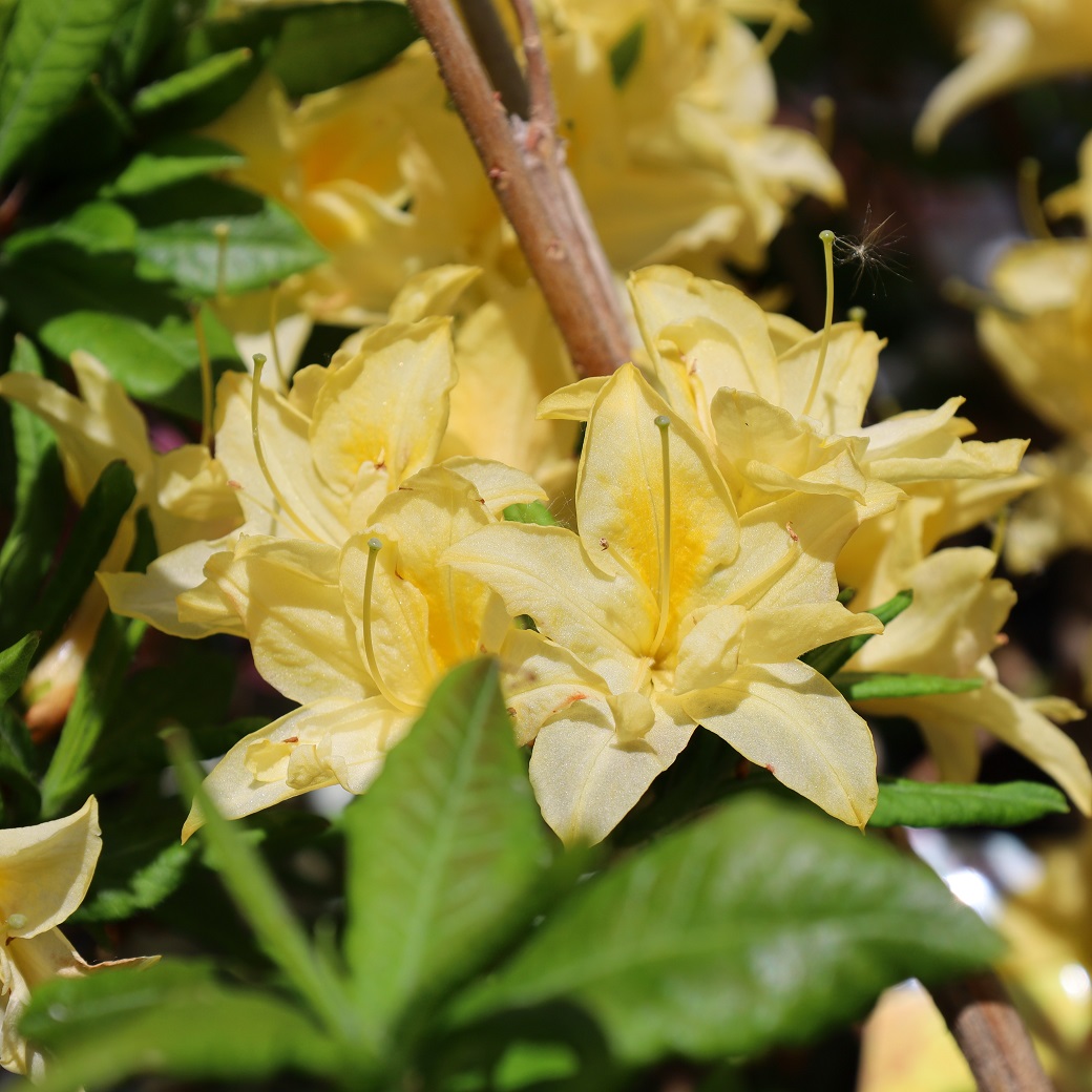 Azalea - Rhododendron mixtum Sonnenk&ouml;pfchen (Storlek: 40-50 C5)