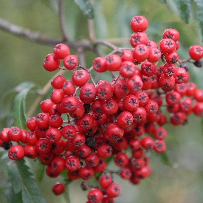 Kinesisk spetsr&ouml;nn - Sorbus Chinese Lace (Storlek: 80-100 C7)
