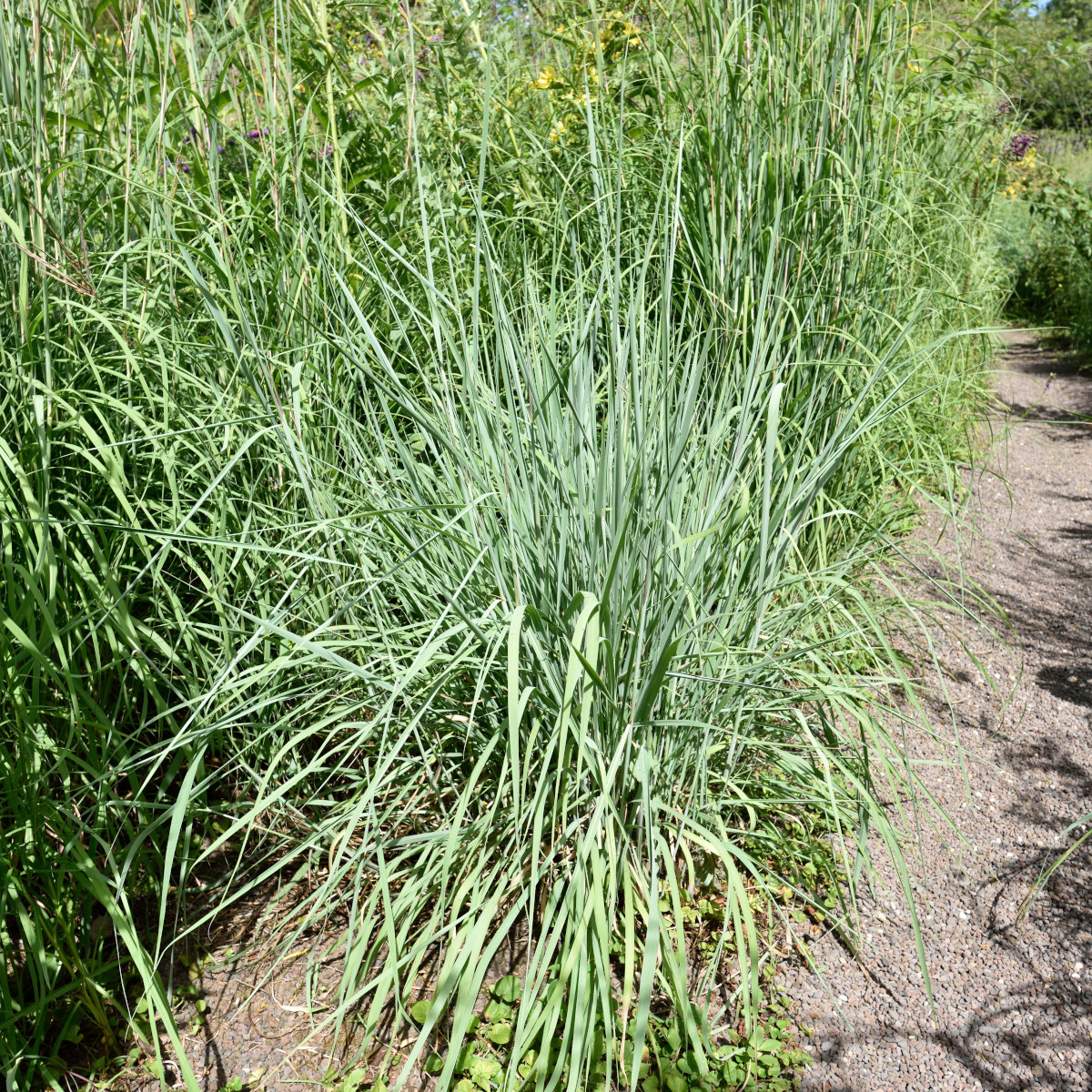 Indiangräs - Sorghastrum nutans Indian Steel (Krukstorlek: 0,5-1L)