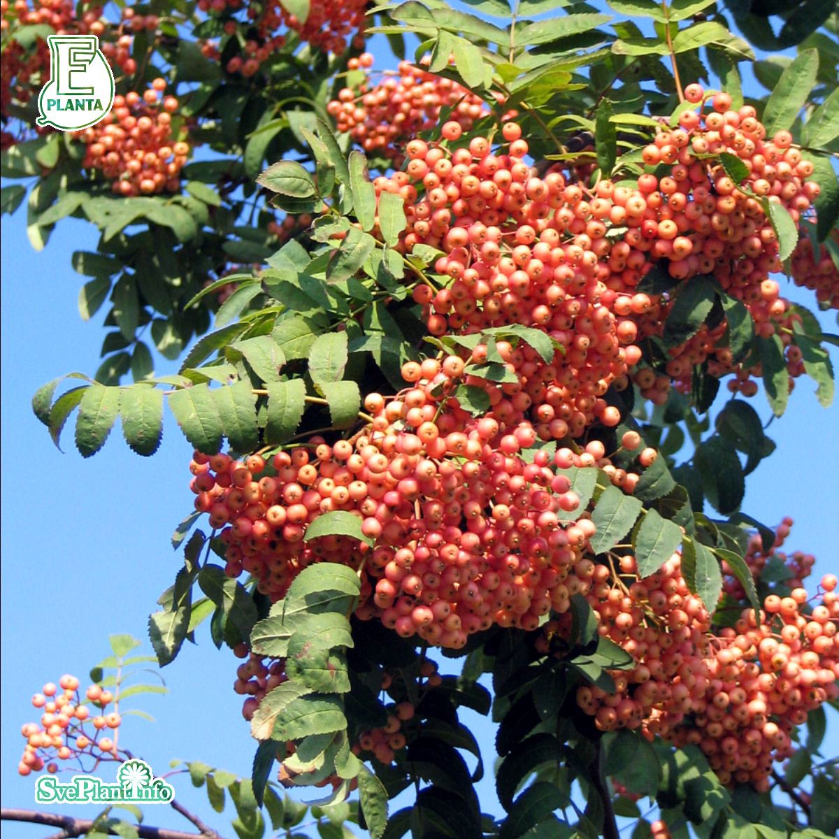 Rosmarirönn - Prydnadsträd - Trädgårdsväxter