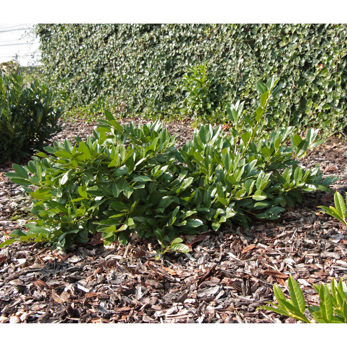 Lagerh&auml;gg - Prunus laurocerasus Cherry Brandy (Storlek: 30-40 C3)