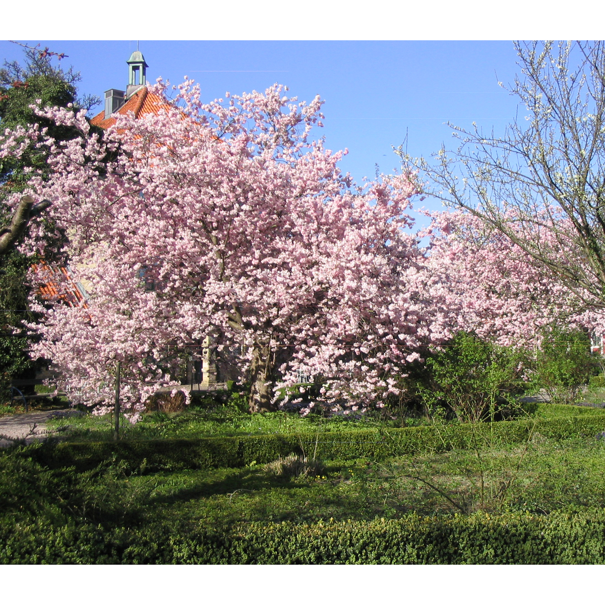 V&aring;rk&ouml;rsb&auml;r - Prunus Accolade (Storlek: utr 150-200 co)