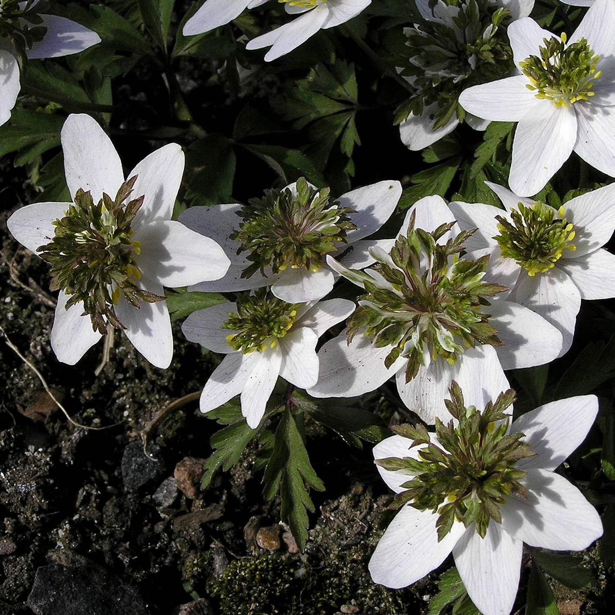 Vitsippa - Anemone nemorosa Green Dream (Krukstorlek: 0,5-1L)