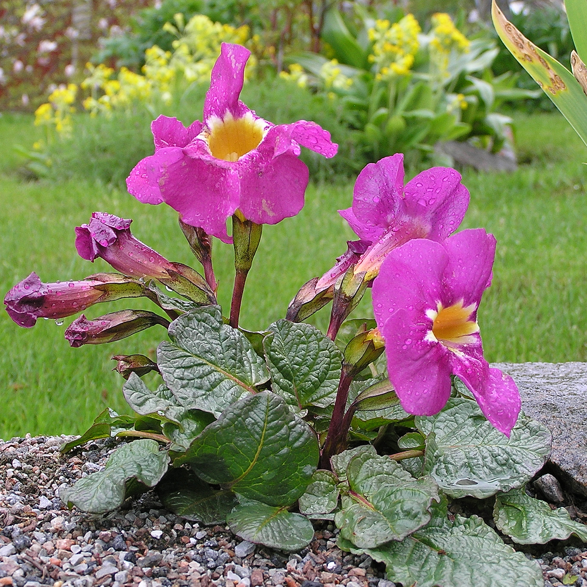 Rosenincarvillea - Incarvillea delavayi (Krukstorlek: 0,5-1L)