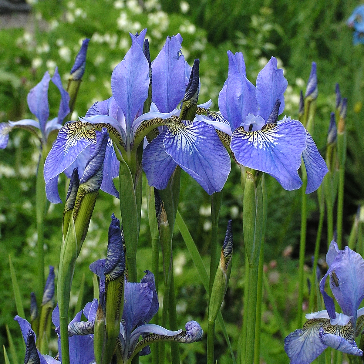 Rabattiris - Iris sibirica Blue King (Krukstorlek: 0,5-1L)