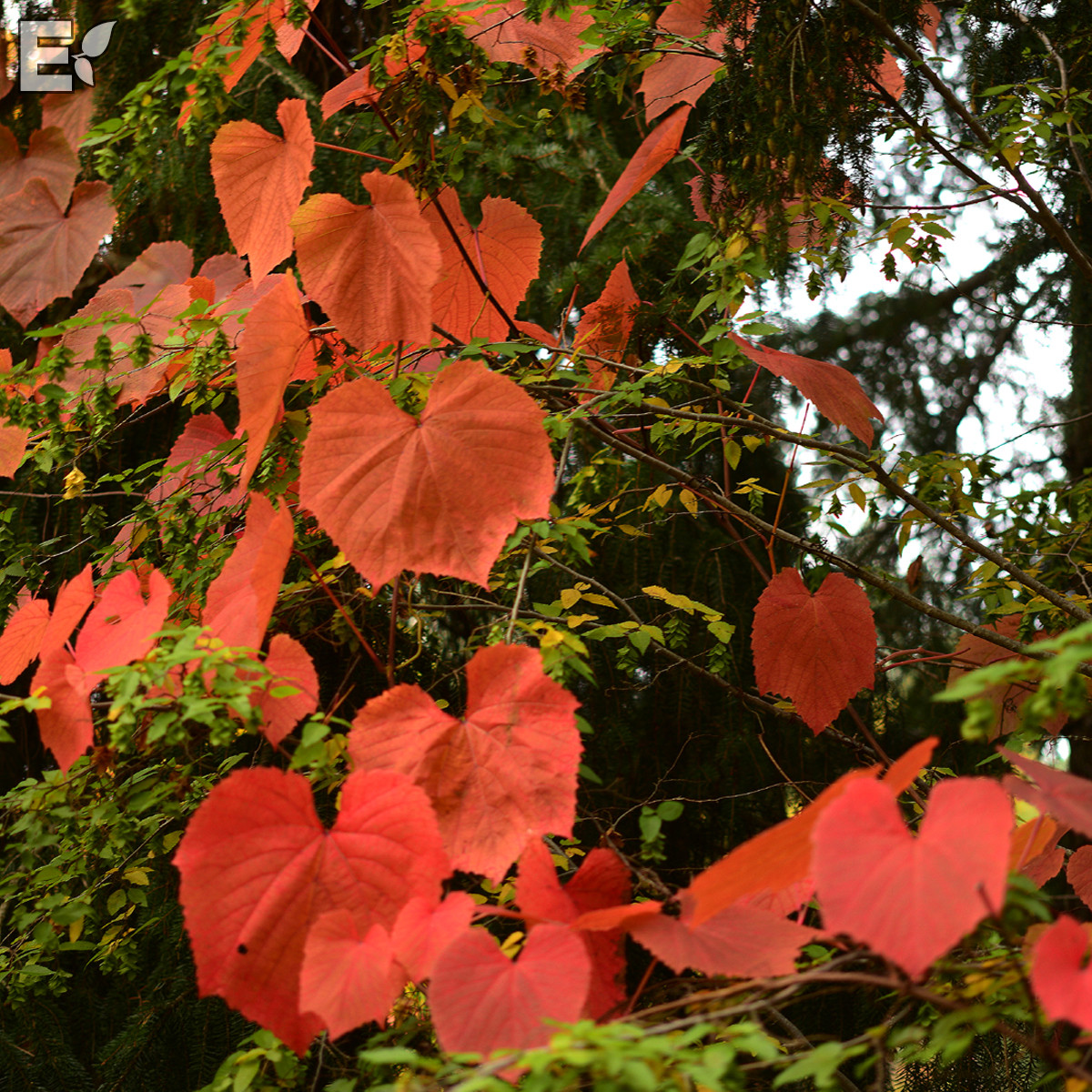 Rostvin - Vitis coignetiae Eminens &reg; E (Storlek: C2)