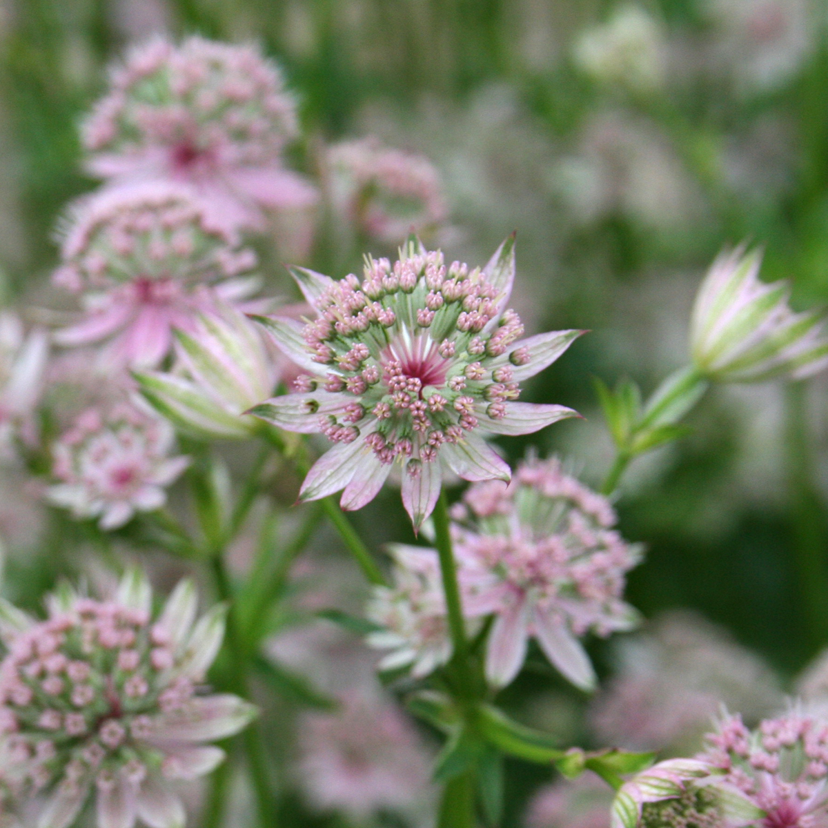 Stjärnflocka - Astrantia major Florence (Krukstorlek: 3L)