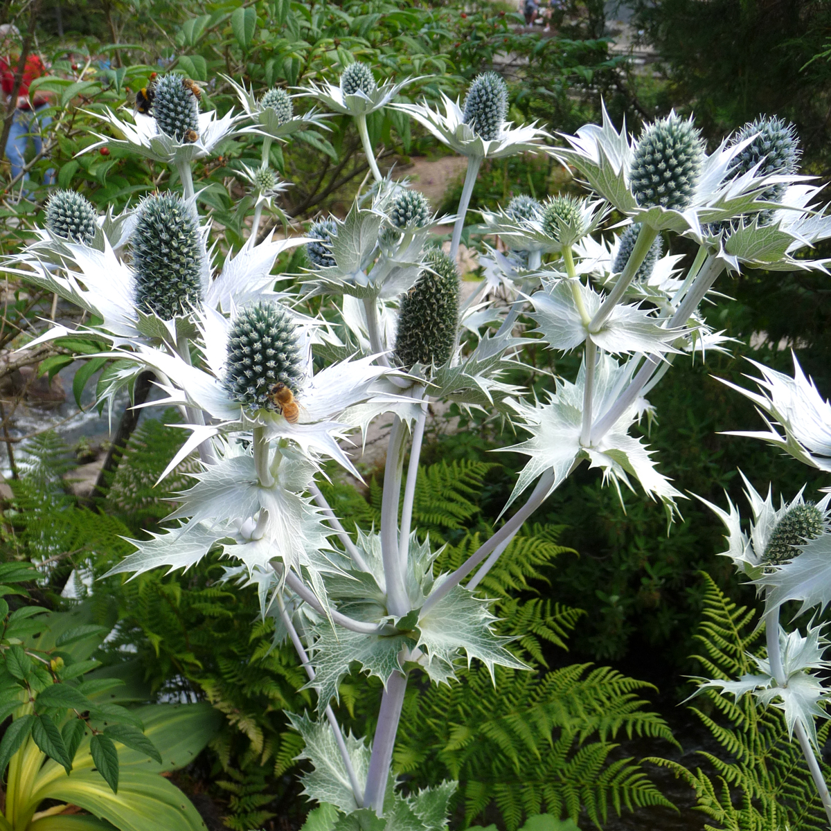 Silvermartorn - Eryngium giganteum Silver Ghost (Krukstorlek: 0,5-1L)