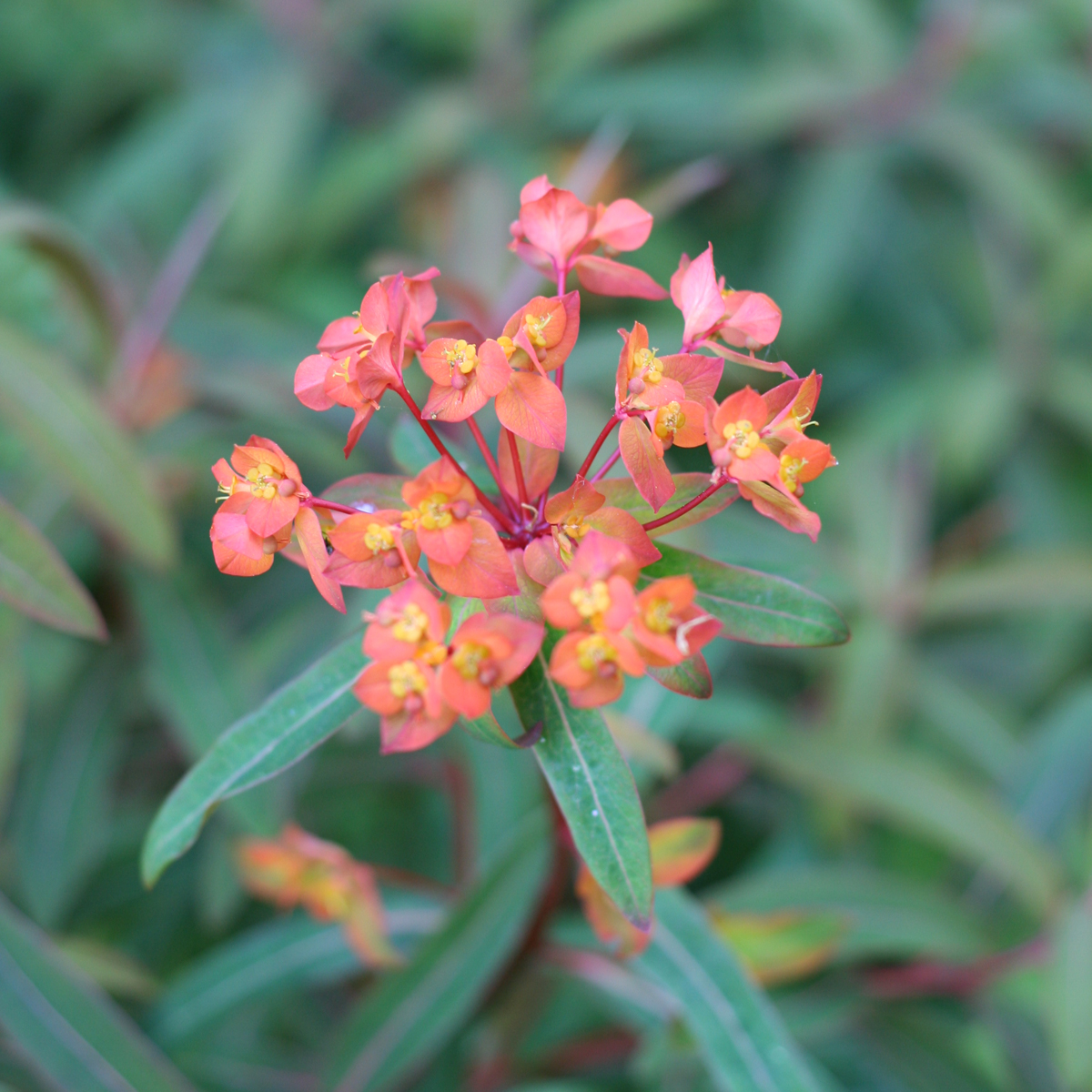 Eldt&ouml;rel - Euphorbia griffithii Fireglow (Krukstorlek: 0,5-1L)