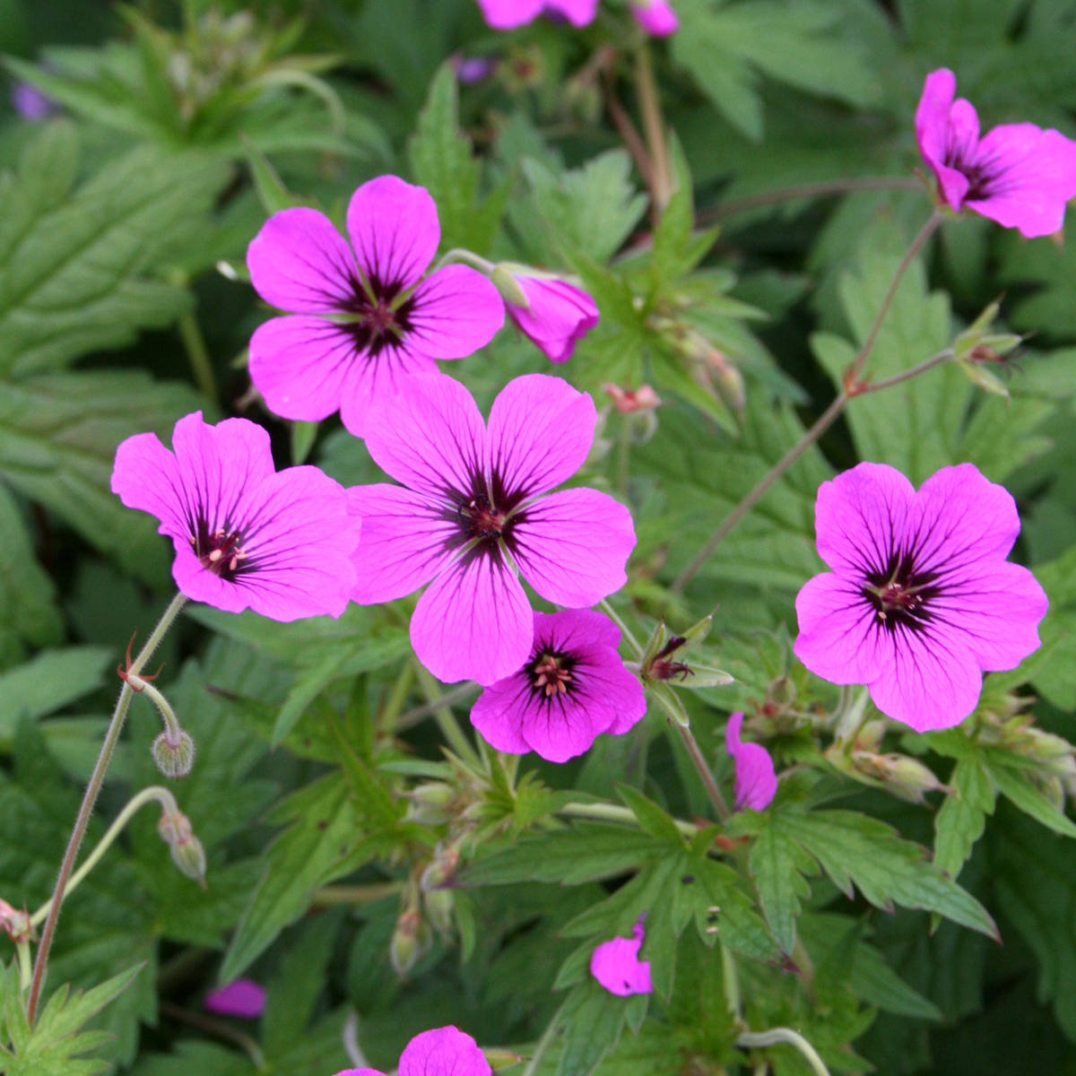 Tr&auml;dg&aring;rdsn&auml;va - Geranium hybr. JS &reg; Matu Vu (Krukstorlek: 0,5-1L)