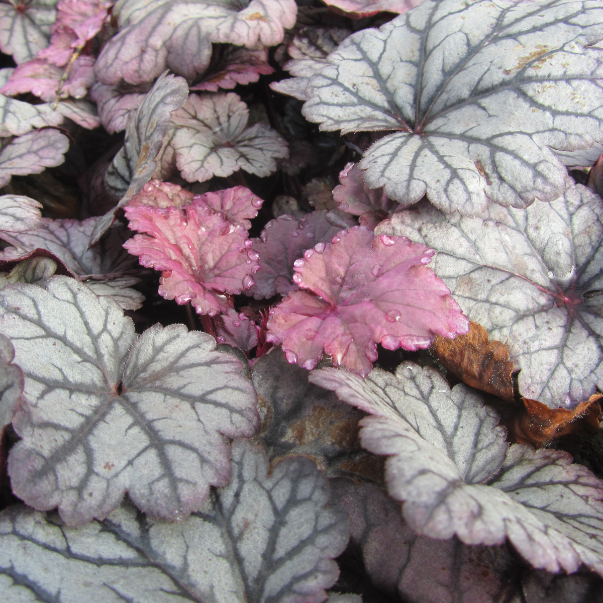 Alunrot - Heuchera hybr. Sugar Plum ® (Krukstorlek: 0,5-1L)