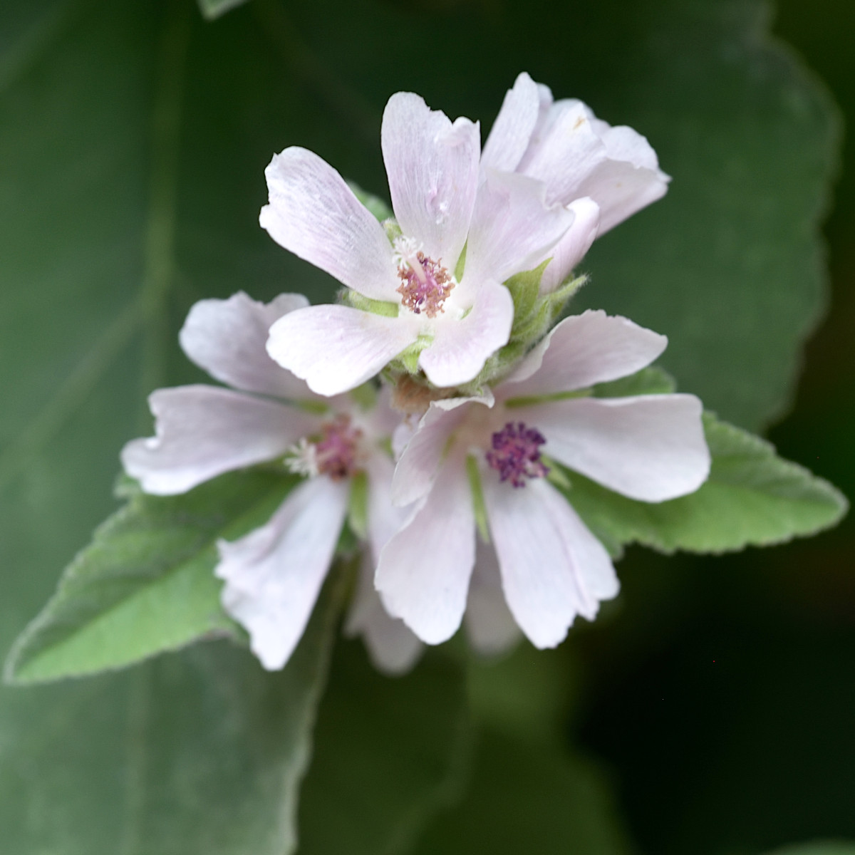 Läkemalva - Althaea officinalis (Krukstorlek: 0,5-1L)