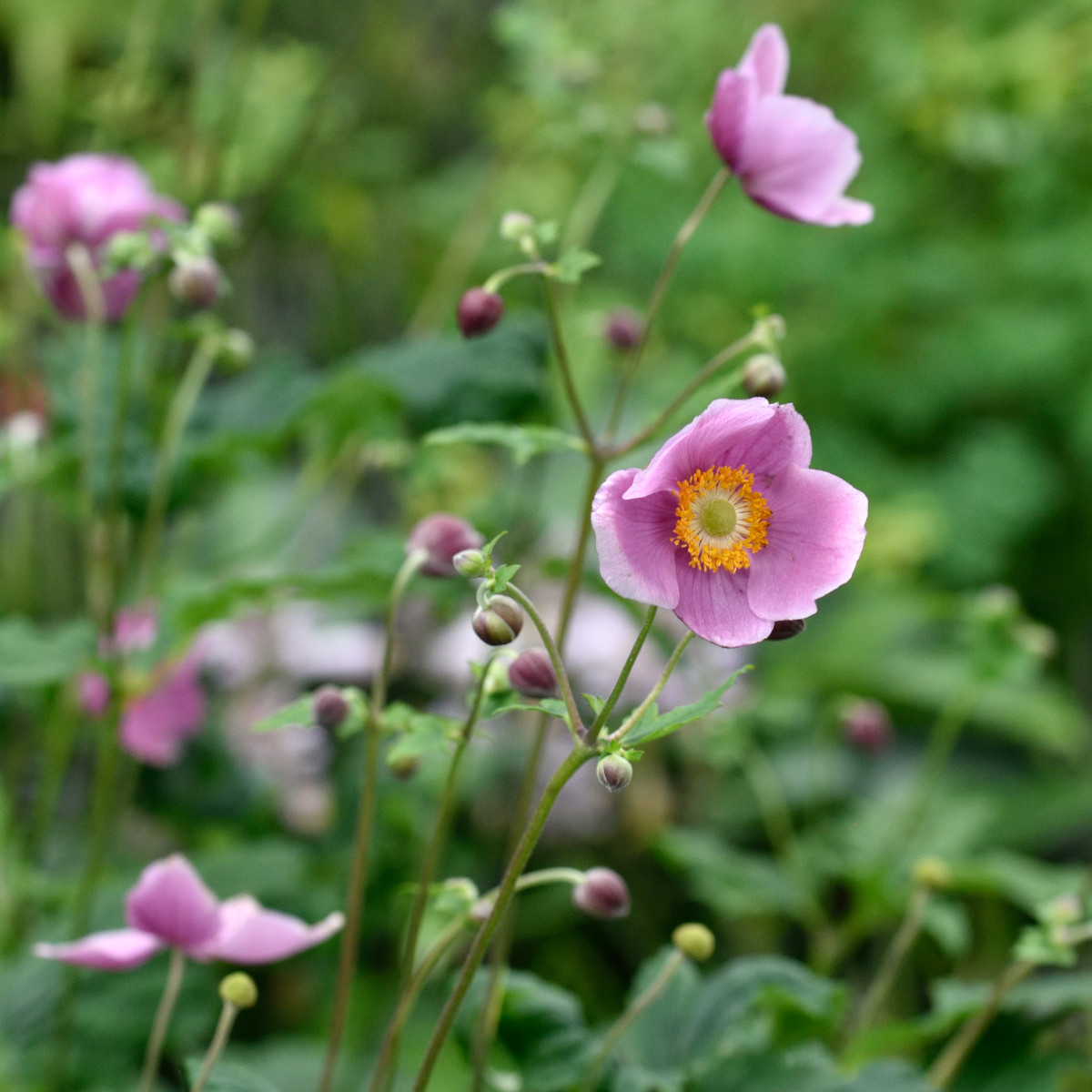 H&ouml;stanemon - Anemone hupeh. Praecox (Krukstorlek: 0,5-1L)