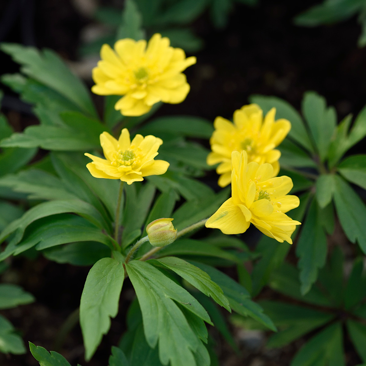 Gulsippa - Anemone ranunculoides Semiplena (Krukstorlek: 0,5-1L)