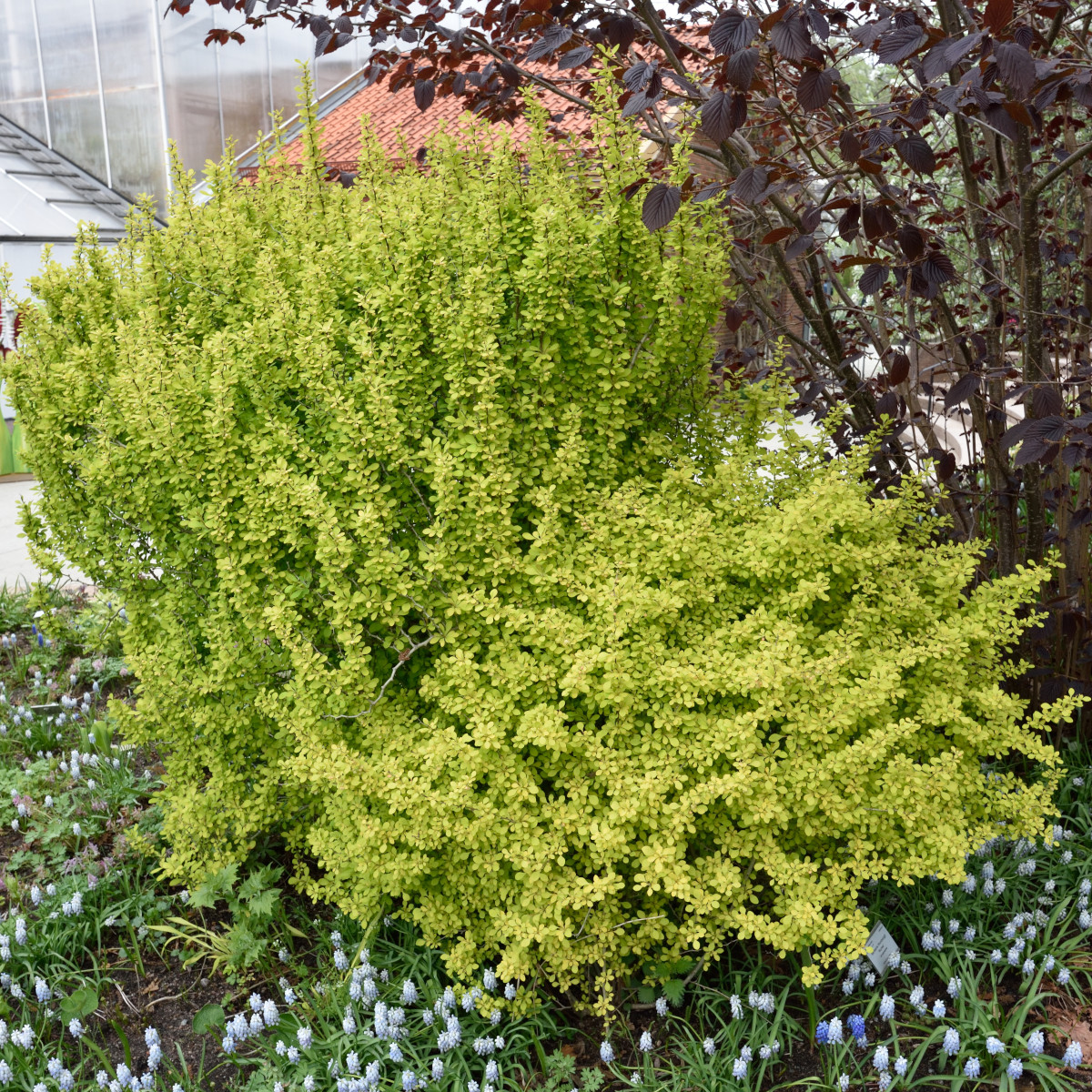 Dvärgberberis - Berberis thunbergii Aurea (Storlek: busk C2)