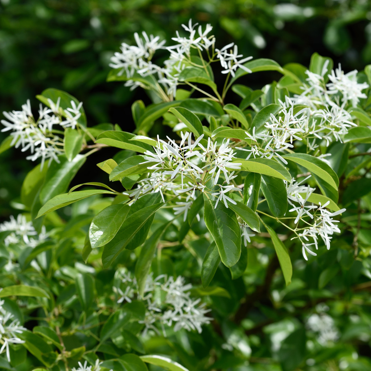 Kinesisk Snöflocksträd - Chionanthus retusus (Storlek: 40-50 C5)
