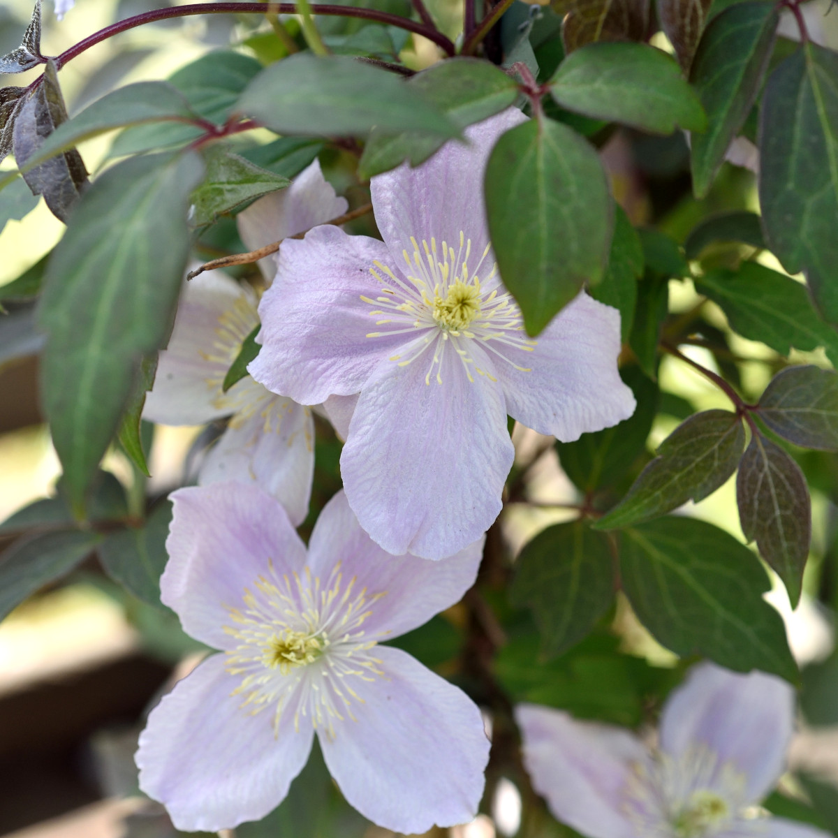 Bergklematis - Clematis montana Mayleen (Storlek: C2)