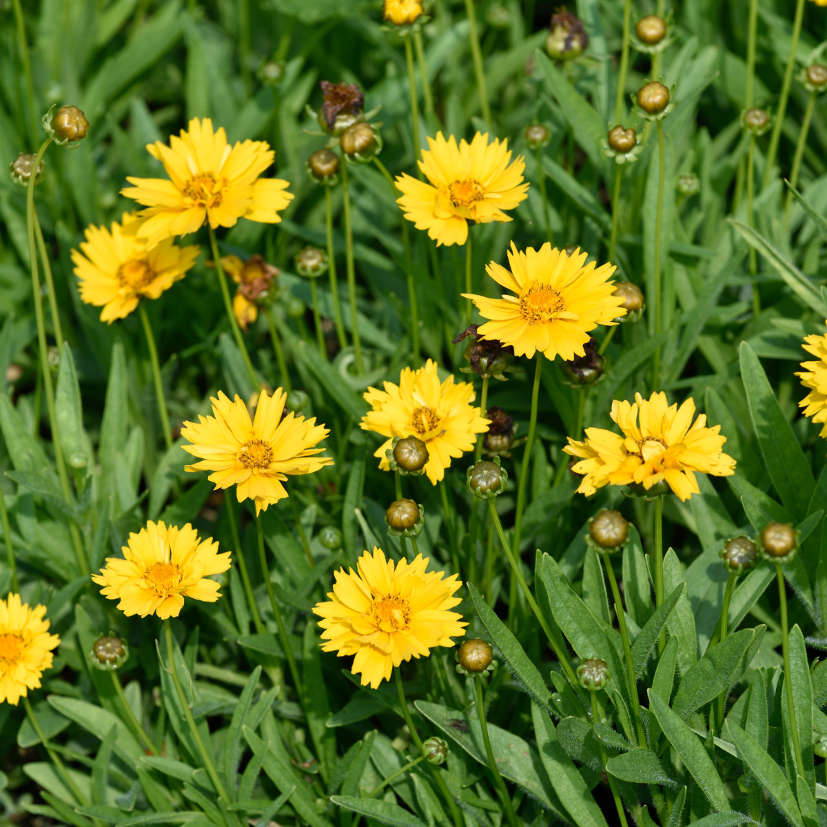 Flicköga - Coreopsis grandiflora Early Sunrise (Krukstorlek: 0,5-1L)