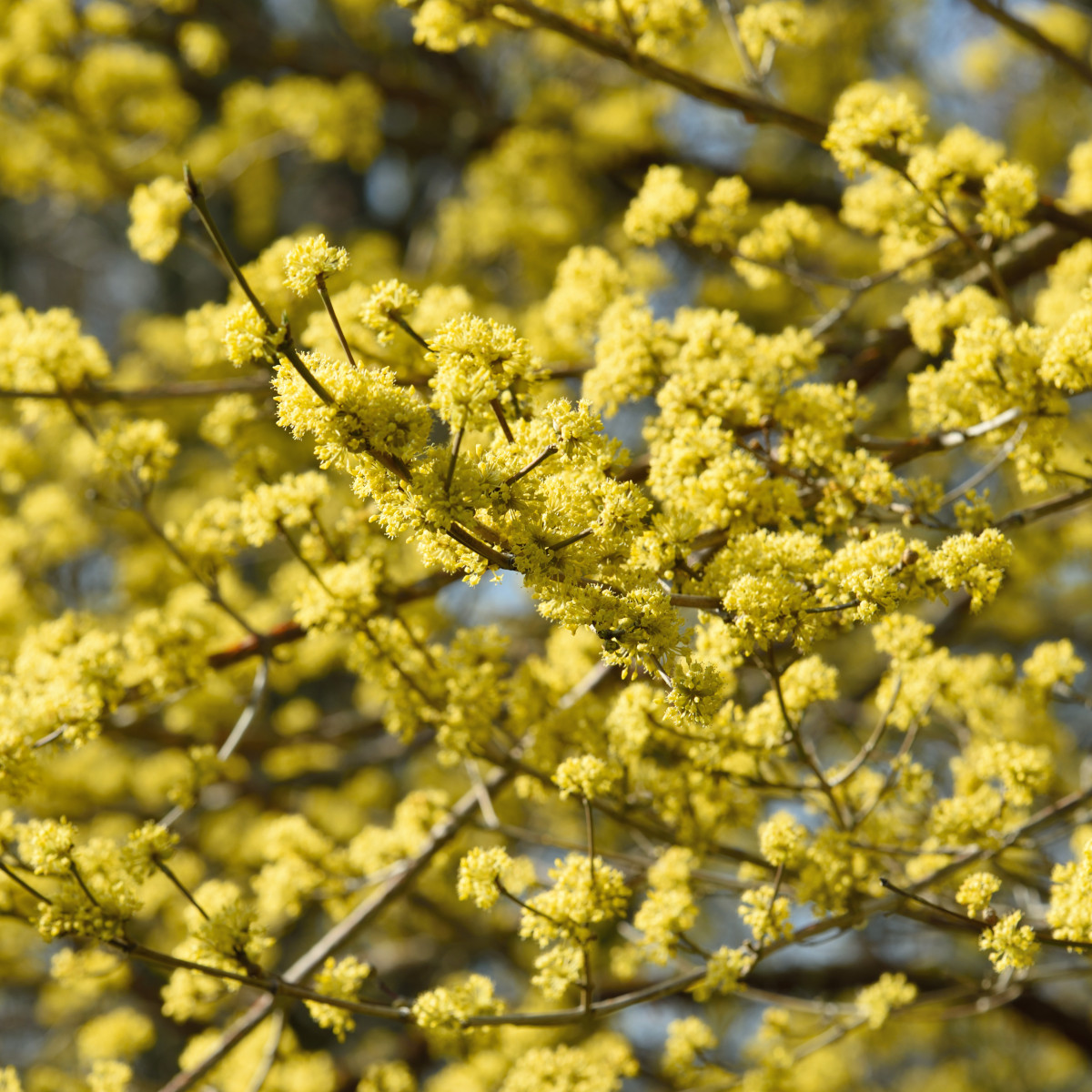 Japansk Körsbärskornell - Cornus officinalis (Storlek: 50-60 C4,5)