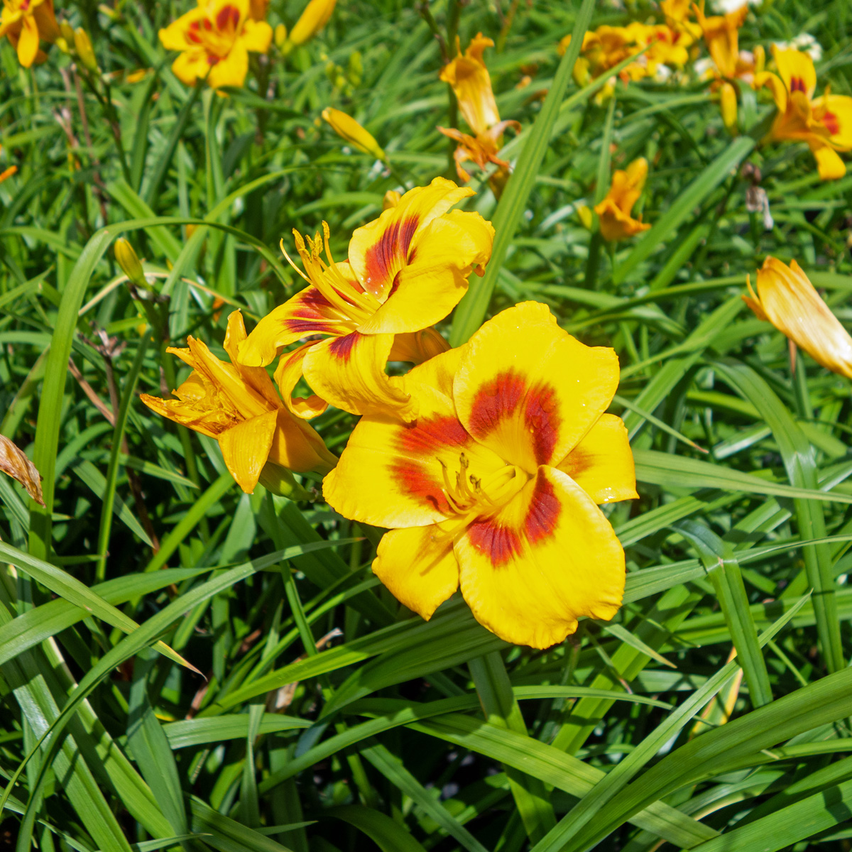 Daglilja - Hemerocallis hybr. Fooled Me (Krukstorlek: 0,5-1L)