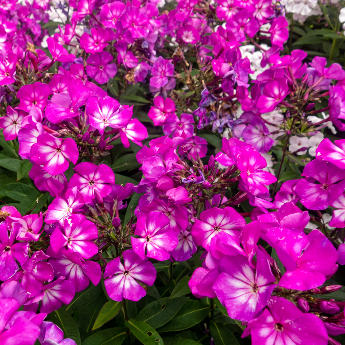 Höstflox - Phlox paniculata Sweet Summer ™ Surprise (Krukstorlek: 0,5-1L)
