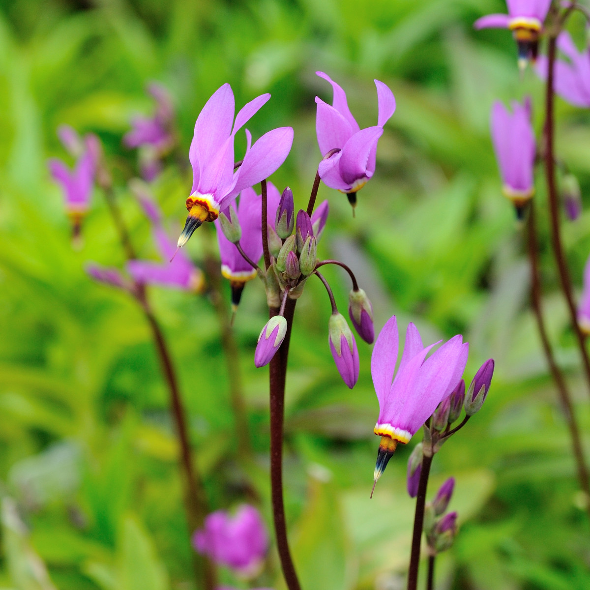 Tolvgudablomma - Dodecatheon meadia Aphrodite ® (Krukstorlek: 0,5-1L)