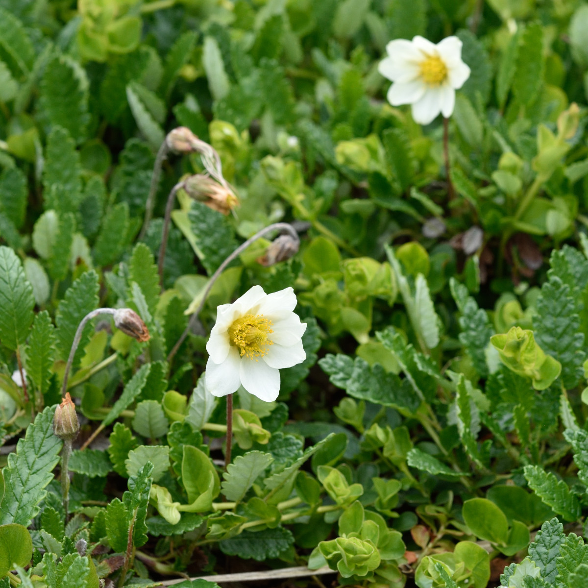 Fj&auml;llsippa - Dryas octopetala (Krukstorlek: 0,5-1L)