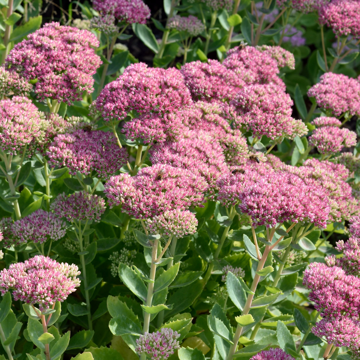 Kinesisk K&auml;rleks&ouml;rt - Hylotelephium spectabile Brilliant (Krukstorlek: 0,5-1L)