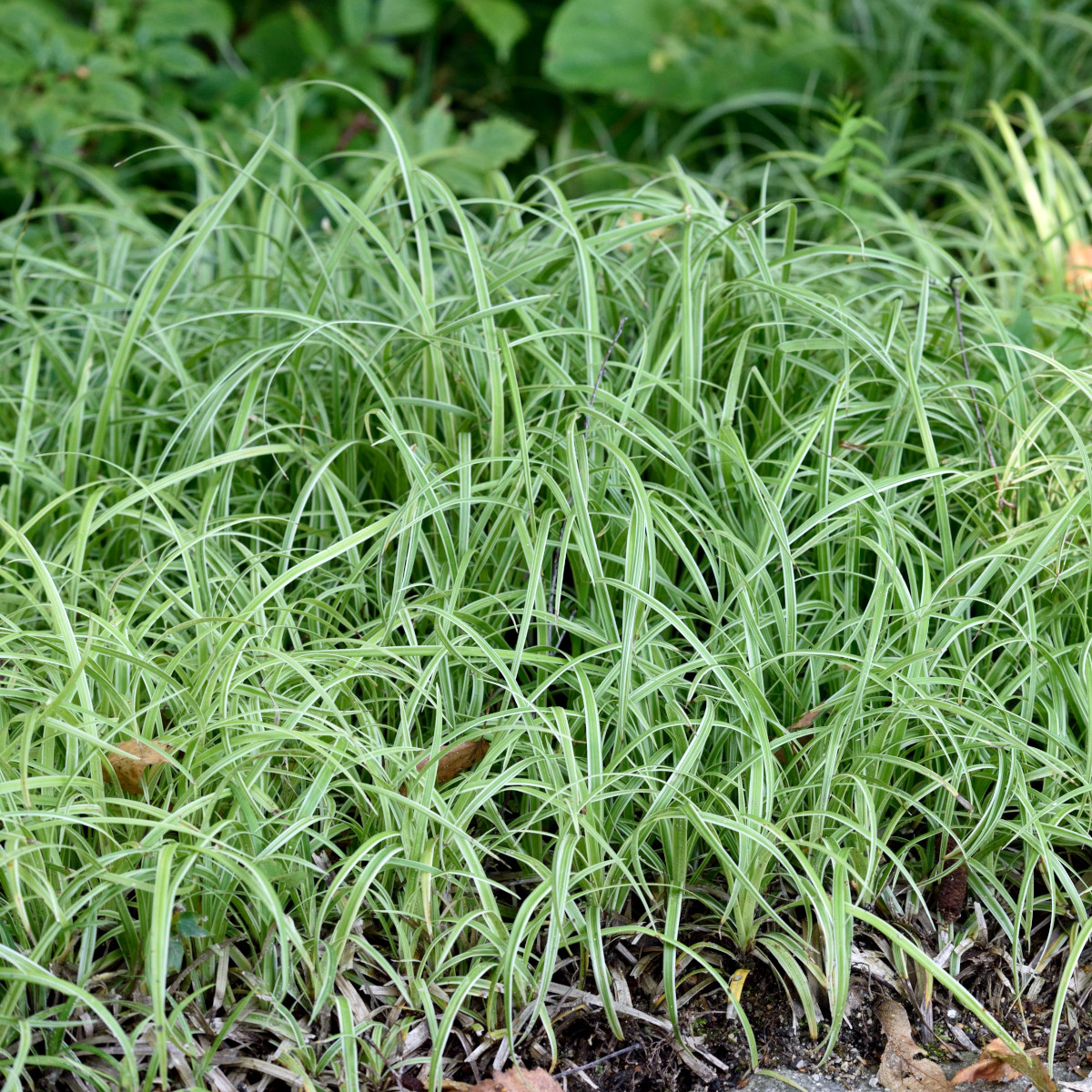Trädgårdsstarr - Carex Silver Sceptre (Krukstorlek: 0,5-1L)