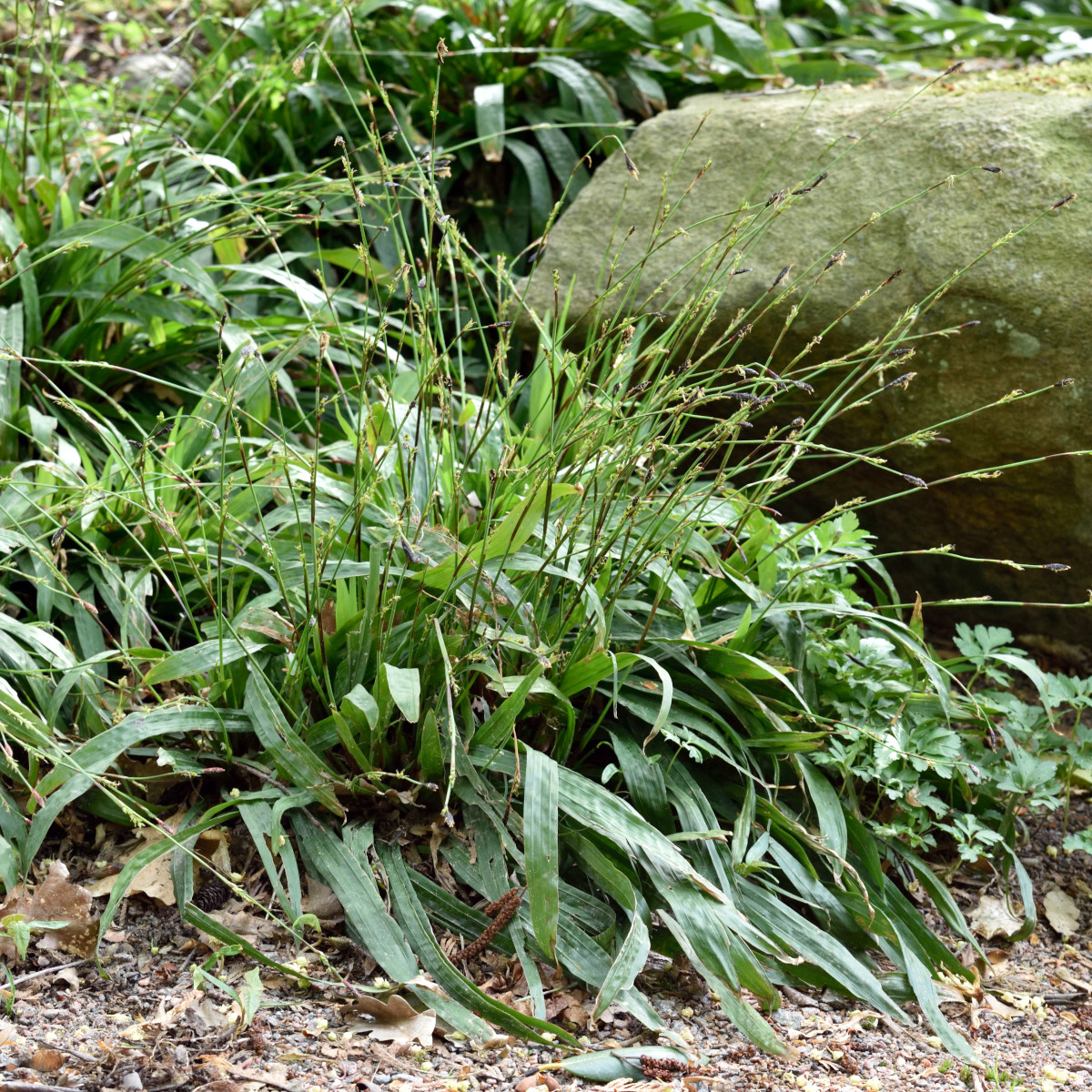 Kämpestarr - Carex plantaginea (Krukstorlek: 0,5-1L)