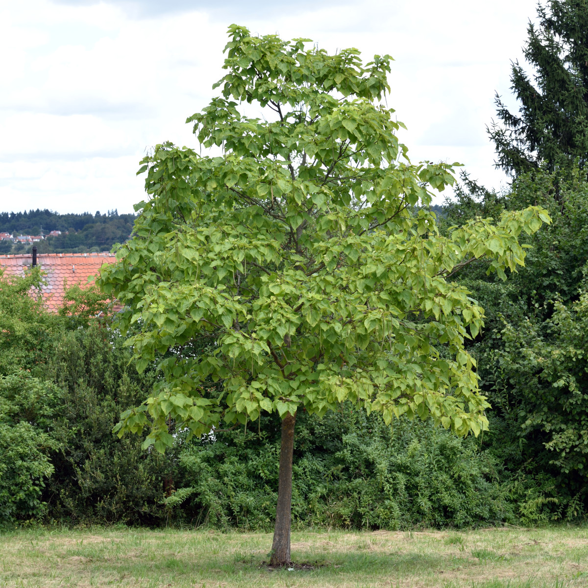 Katalpa, Trumpetträd - Catalpa bignonioides (Storlek: 80-100 C3)