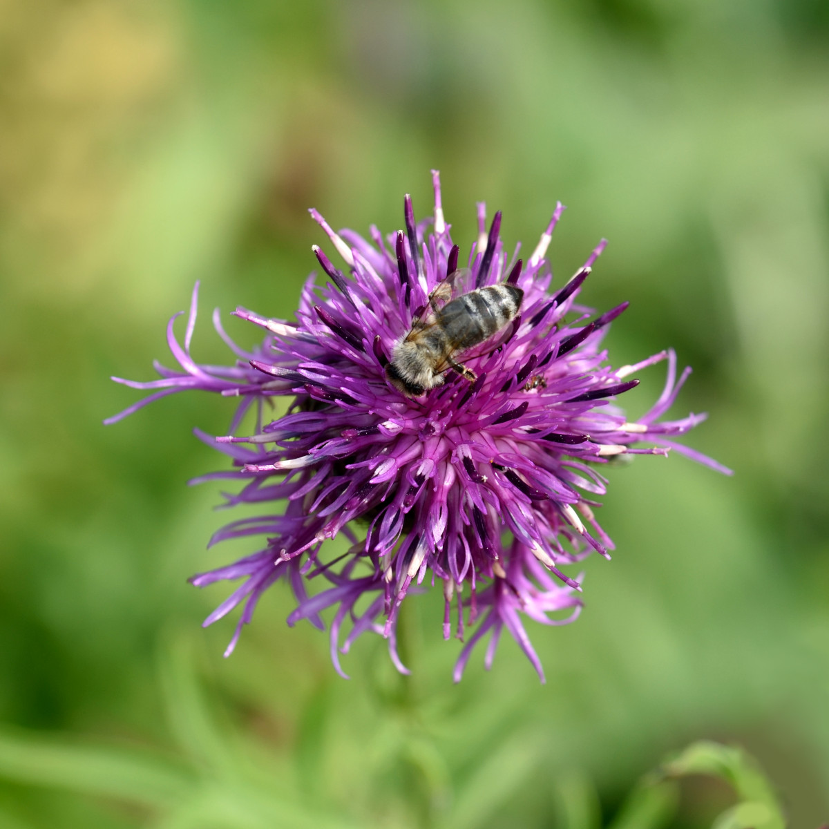 Väddklint - Centaurea scabiosa (Krukstorlek: 0,5-1L)