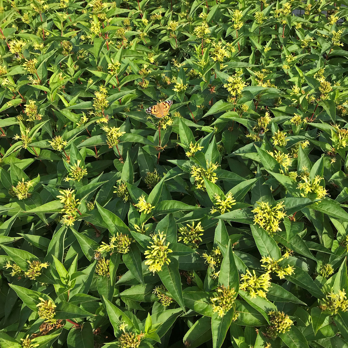 Kantgetris - Diervilla sessilifolia Butterfly (Storlek: busk C3,5)
