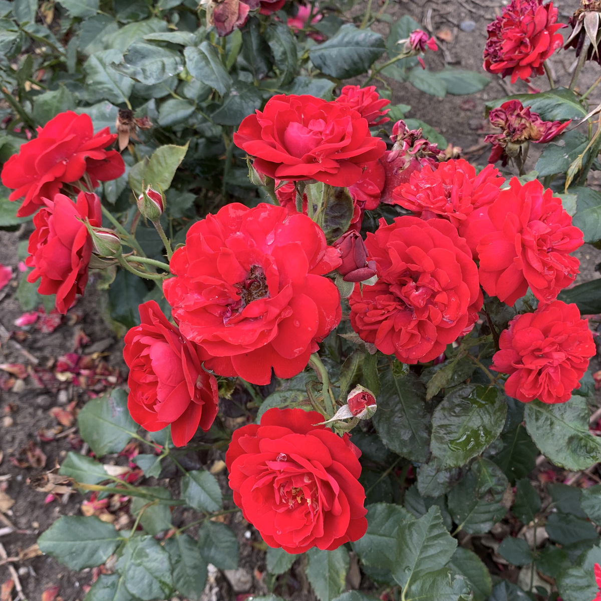 Floribundaros - Rosa floribunda Carl Philip &reg; (Krukstorlek: 4L)
