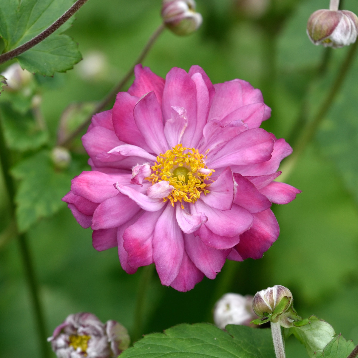 Stor h&ouml;stanemom - Anemone x hybrida Carmen (Krukstorlek: 0,5-1L)