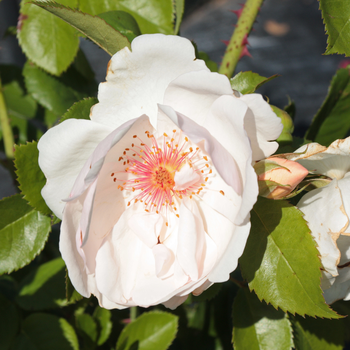 modern buskros - rosa jacqueline du pré (harwanna) (krukstorlek: 4l)