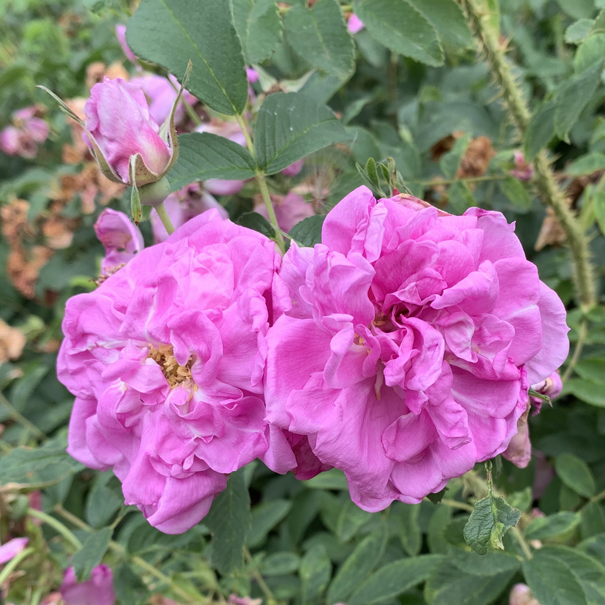 Kanadensisk Buskros - Rosa rugosa Wasagaming (Krukstorlek: 4L)