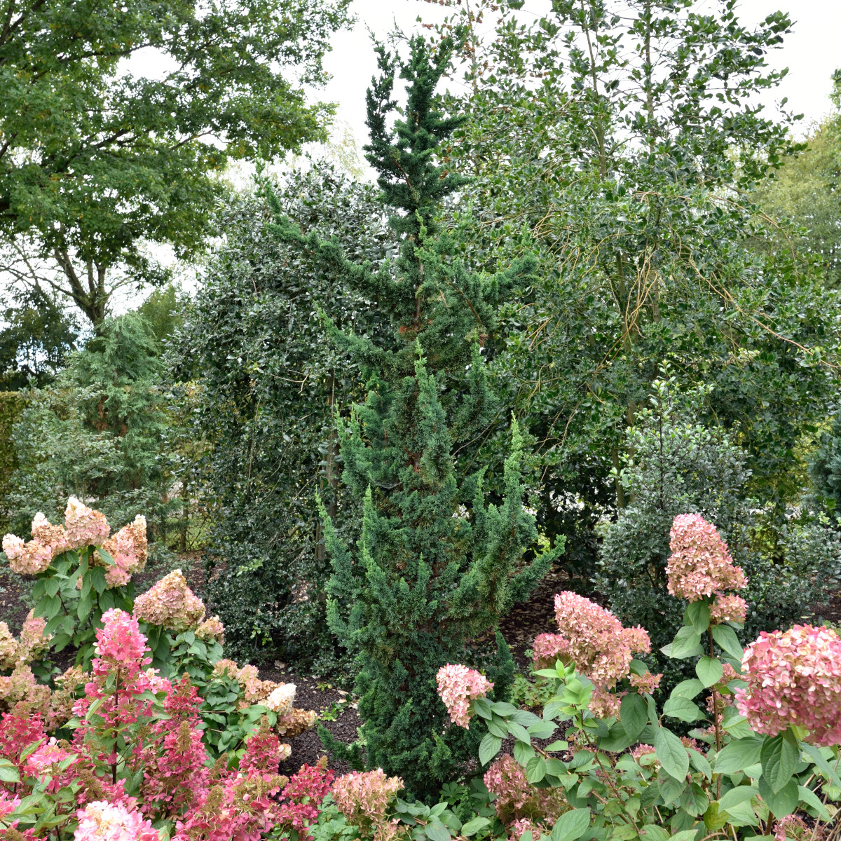 &Auml;delcypress - Chamaecyparis lawsoniana Wisselii (Storlek: 30-40 C3)