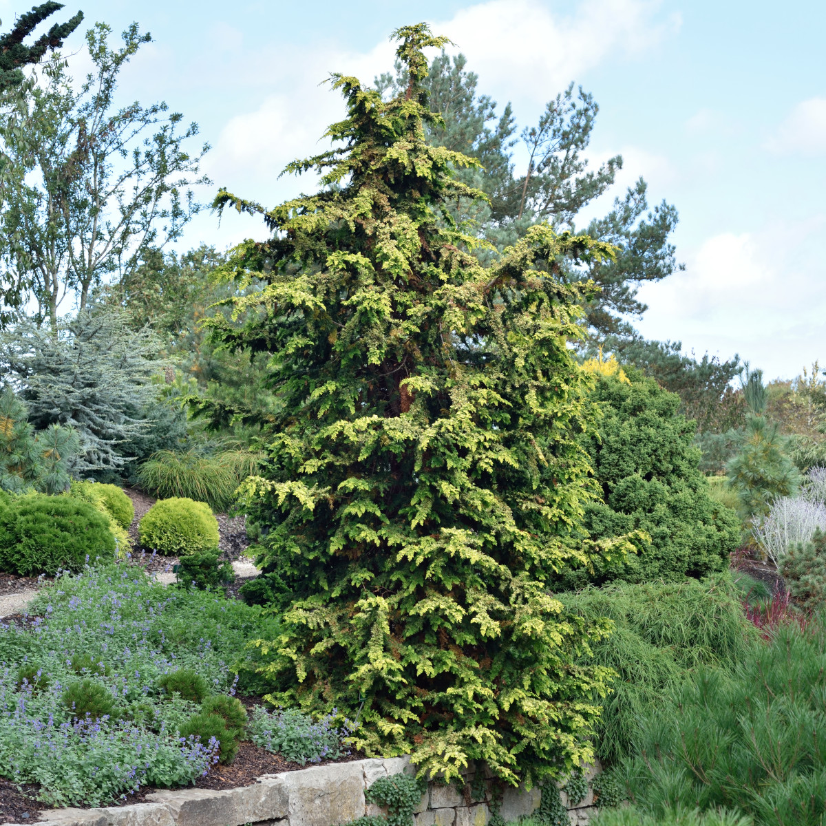 Japansk &Auml;delcypress - Chamaecyparis obtusa Fernspray Gold (Storlek: 20-25 C3)