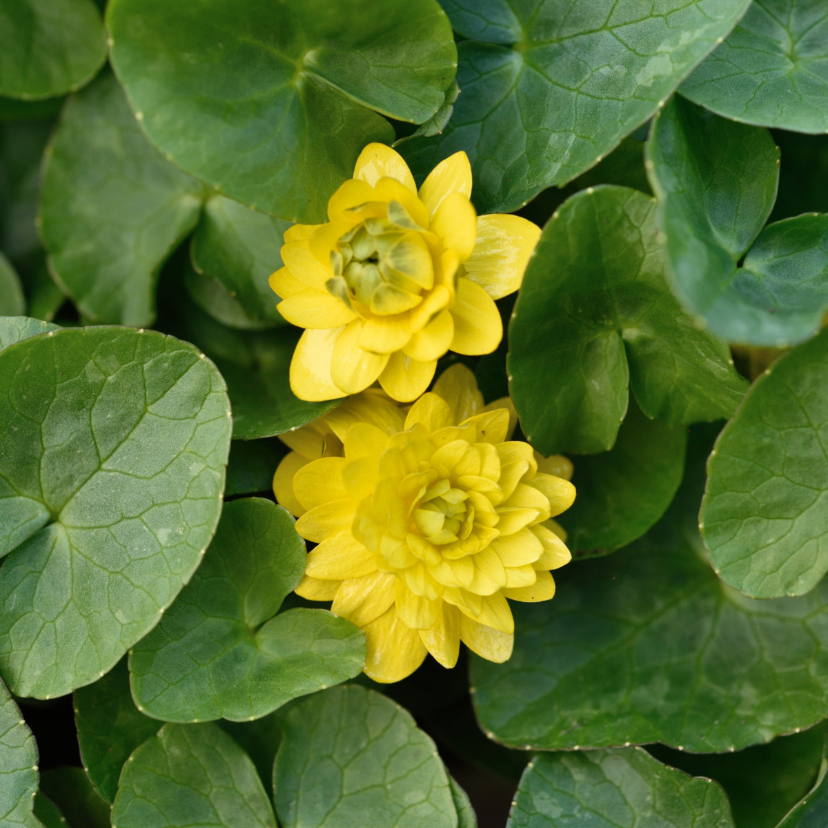 Svalört - Ficaria verna Flore Pleno (Krukstorlek: 0,5-1L)