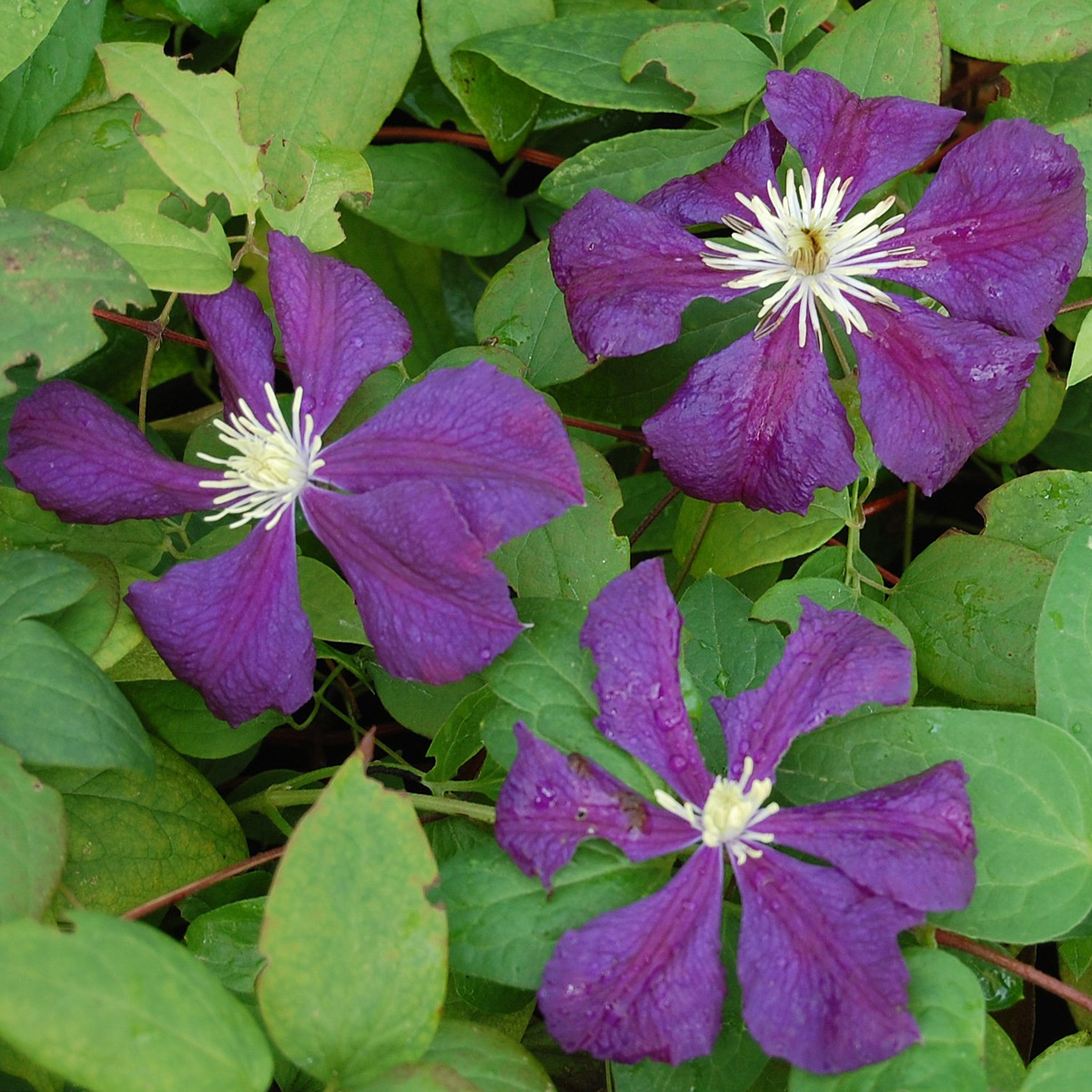 Italiensk Klematis - Clematis viticella Blue Belle (Storlek: C2)