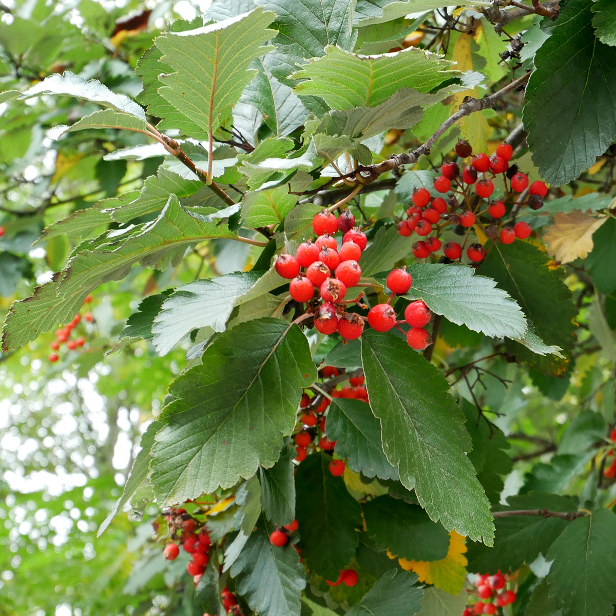 H&auml;ckoxel 10-pack - Sorbus mougeotii (Storlek: 50-80 barrot)