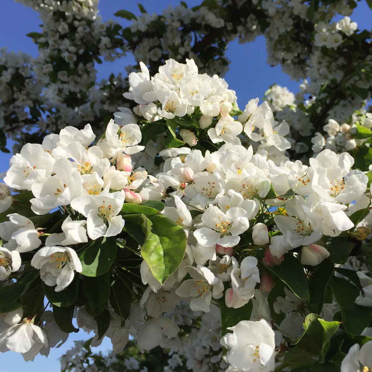 Korallapel - Malus × zumi Calocarpa (Storlek: 90-110 stam co)