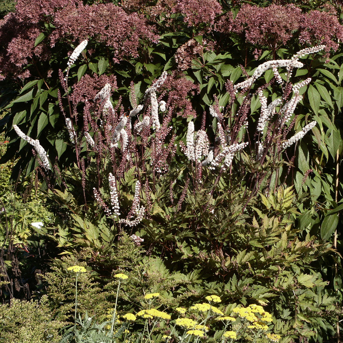 H&ouml;stsilverax - Actaea simplex Atropurpurea (Krukstorlek: 0,5-1L)