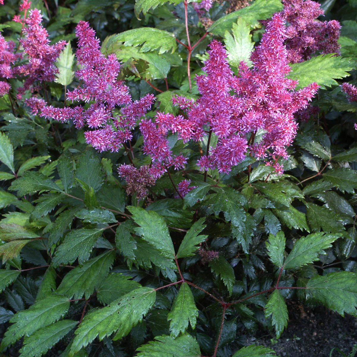 Silverastilbe - Astilbe japonica Elisabeth van Veen (Krukstorlek: SQ1)